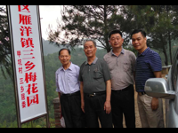 梅州梅花美丽梅州城乡