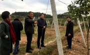 东源县科协党组书记杨晨光率队到灯塔镇高车村百香果种植基地调研