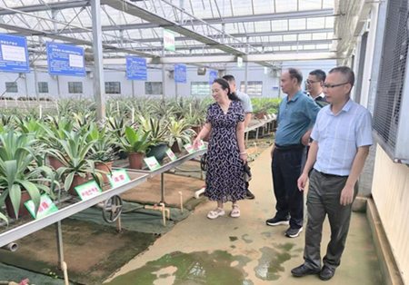 调研组考察种苗温室大棚