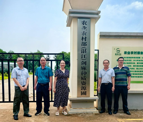 调研组考察农业农村部（湛江）剑麻种质资源圃