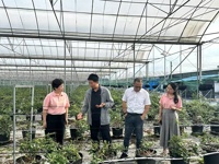 广州市花都区科协专题调研花都蓝莓产业